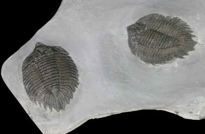 Killer, Double Arctinurus Trilobite Plate - New York #68089